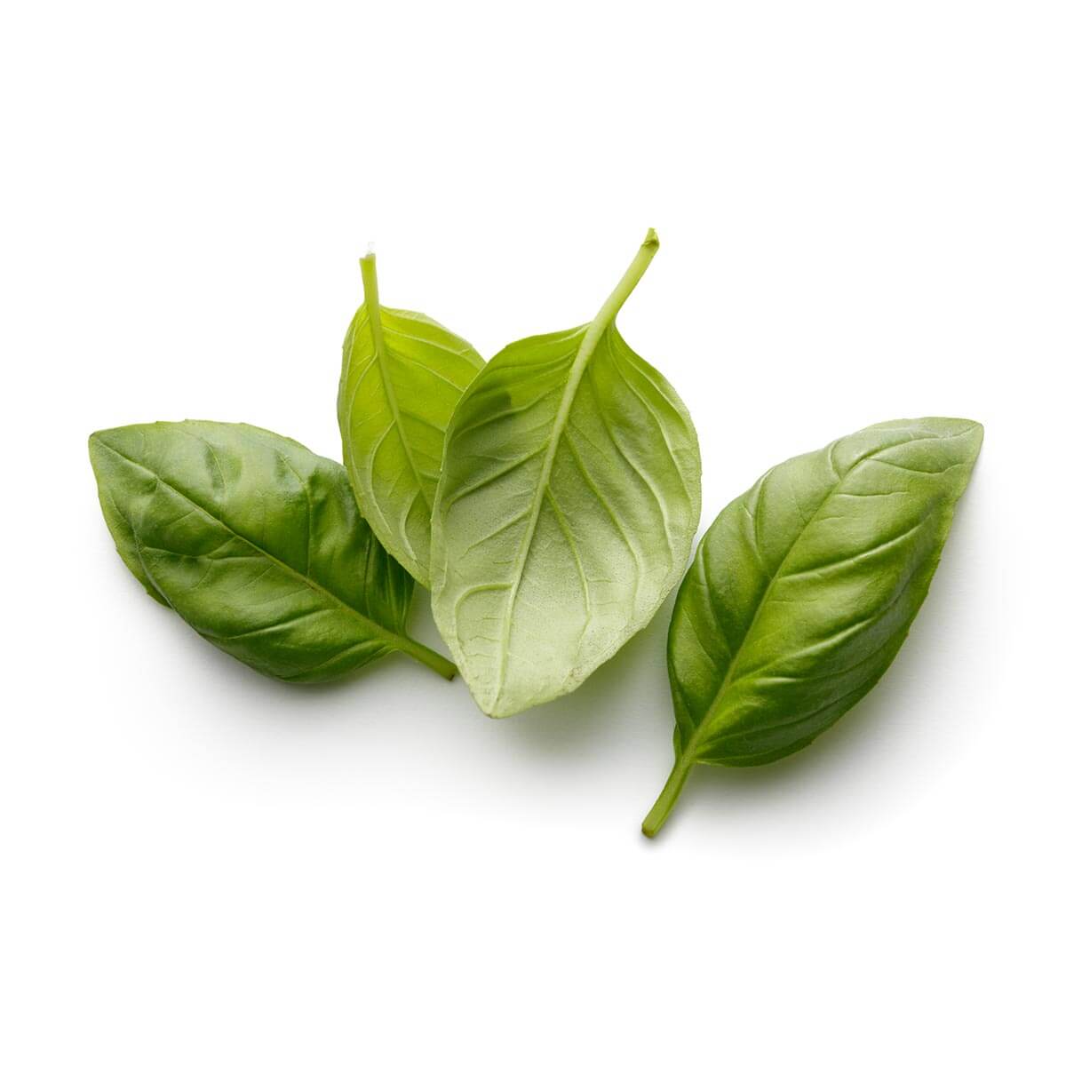 Basil - D'Arrigo NY